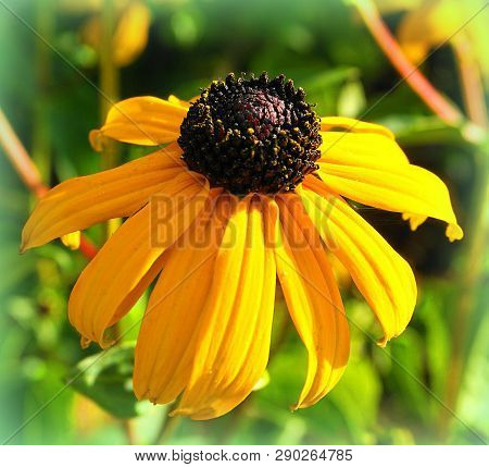 Close Up Rudbeckia Fulgida, Orange Coneflower, On A Green Background.