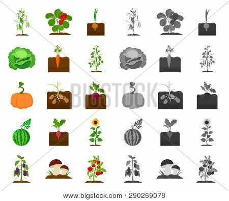 Plant, Vegetable Cartoon, Mono Icons In Set Collection For Design. Garden And Harvest Vector Symbol 