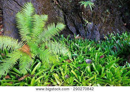 Top View Ferns Leaves Green On The Grass As A Background, Ground Cover Plants, (pteridophyta, Filico