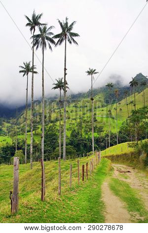 Cloudy landscape on Cocora valley in Cordiliera Central, Salento, Colombia, South America