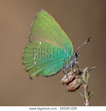 Green Hairstreak (callophrys Rubi) Butterfly Resting On Heath With Brown Background