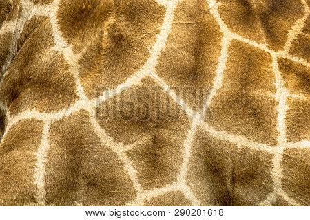 Giraffe Camouflage Fur Pattern Close-up Abstract Safari Theme Metaphore