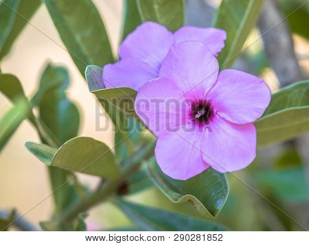 Oleander Flower (nerium Oleander) In Bloom On Plant In Kruger National Park South Africa