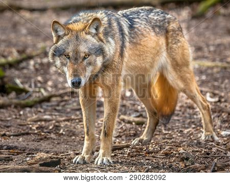 Big Bad Wolf (canis Lupus Lupus) Is The Most Specialised Member Of The Genus Canis, Its More Gregari