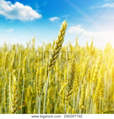 Agricultural Landscape. Wheat Field And Sunr In The Blue Sky.