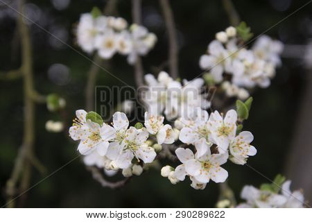 Beautiful Cherry Blossomflowers In Spring Time. Dark Background.