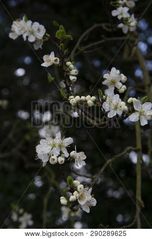 Beautiful Cherry Blossomflowers In Spring Time. Dark Background.