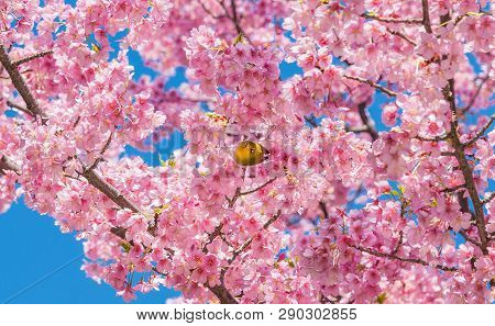 Warbling White-eye Looks At You Among Japanese Pink Cherry Blossom In Spring