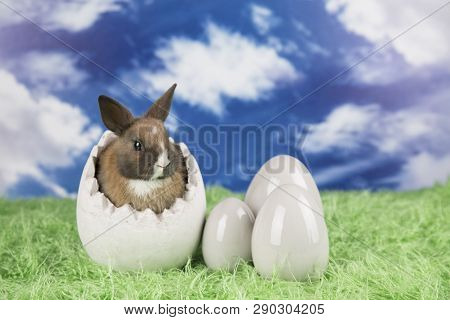 Easter Rabbit In A Shell Of Eggs. Colorful Eggs. Green Grass, Flowers.