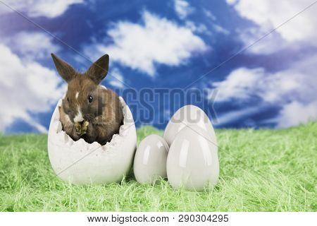 Easter Rabbit In A Shell Of Eggs. Colorful Eggs. Green Grass, Flowers.