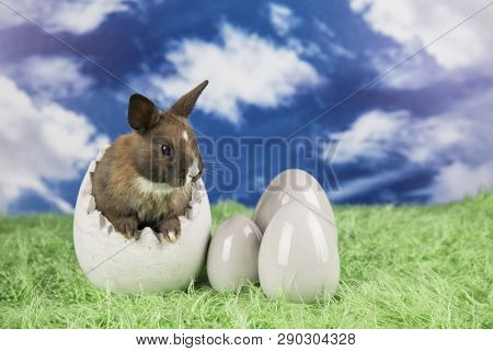 Easter Rabbit In A Shell Of Eggs. Colorful Eggs. Green Grass, Flowers.