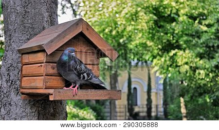 Summer Park. Pigeon Sitting On The Birdhouse