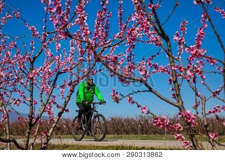 Cycling On The Flowering Peach Trees In The Veria Plain, Organized For The Third Time By The Veria T