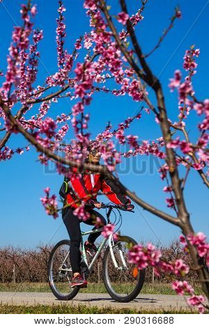 Cycling On The Flowering Peach Trees In The Veria Plain, Organized For The Third Time By The Veria T