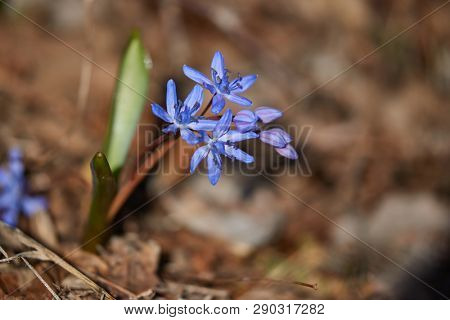 Scilla flowers native to the Bukk mountains in Hungary