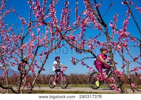Cycling On The Flowering Peach Trees In The Veria Plain, Organized For The Third Time By The Veria T