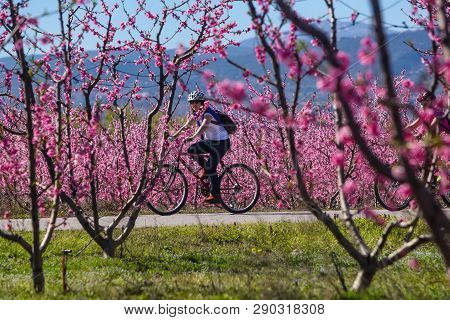 Cycling On The Flowering Peach Trees In The Veria Plain, Organized For The Third Time By The Veria T
