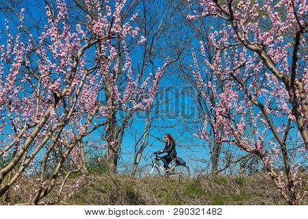 Cycling On The Flowering Peach Trees In The Veria Plain, Organized For The Third Time By The Veria T