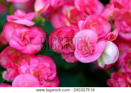 Numerous Bright Flowers Of Tuberous Begonias (begonia Tuberhybrida) In Garden.