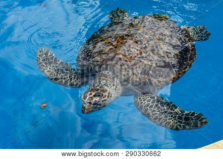 Turtle Swimming In Project Tamar Tank At Praia Do Forte, Brazil