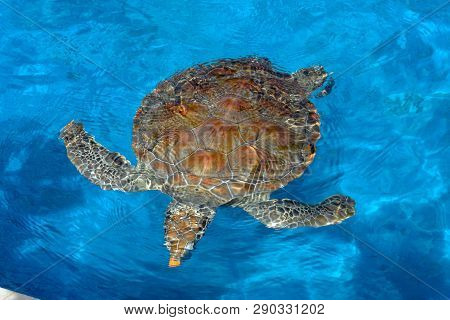 Turtle Swimming In Project Tamar Tank At Praia Do Forte, Brazil