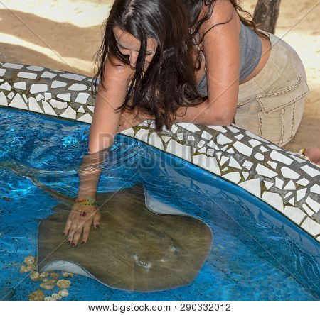 Woman Caressing Breed Fish On Project Tamar Tank At Praia Do Forte In Brazil