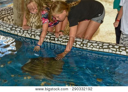 Children Caressing Breed Fish On Project Tamar Tank At Praia Do Forte In Brazil