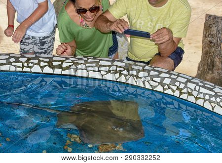 People Looking At Breed Fish On Project Tamar Tank At Praia Do Forte In Brazil