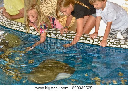 Children Caressing Breed Fish On Project Tamar Tank At Praia Do Forte In Brazil