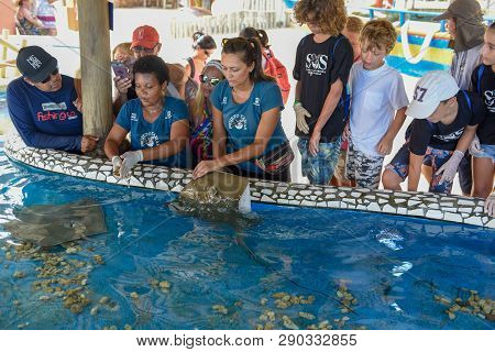 Woman Who Feeds The Breed Fish On Project Tamar Tank At Praia Do Forte In Brazil