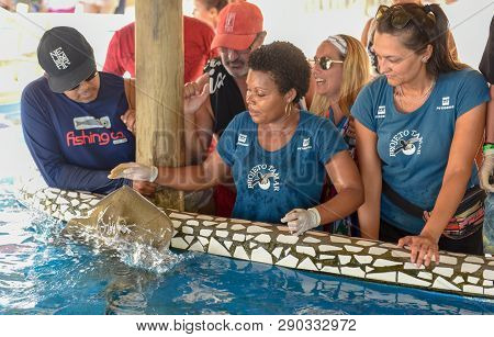 Woman Who Feeds The Breed Fish On Project Tamar Tank At Praia Do Forte In Brazil