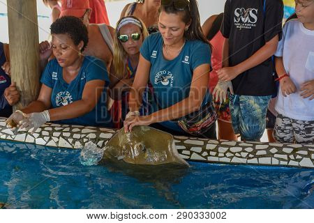 Woman Who Feeds The Breed Fish On Project Tamar Tank At Praia Do Forte In Brazil
