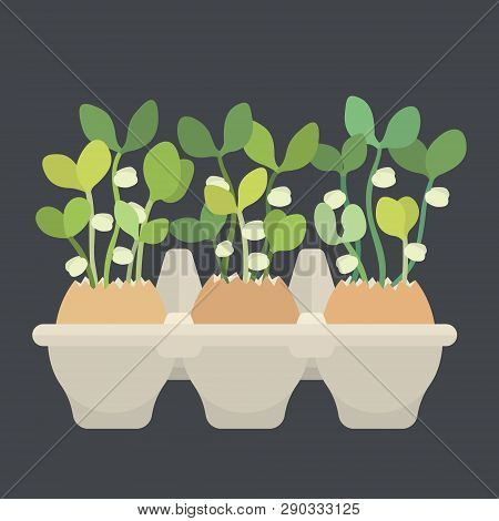Egg Box With Eggs And Young Fresh Sprouts In Them
