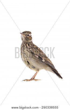 Wood Lark (lullula Arborea) Isolated