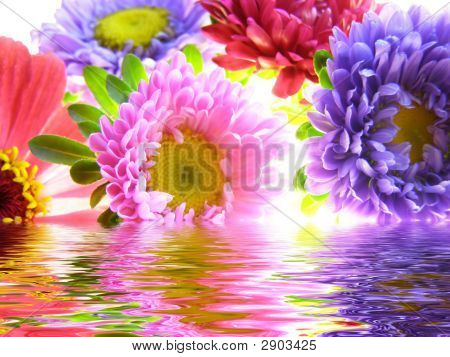 Mazzo di Aster riflesso nell'acqua