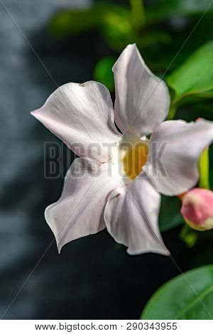 Mandevilla Sundaville Flowering Vine, Common Known As Rocktrumpet Tropical Flower