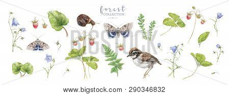 Watercolor Forest Plants And Animals Big Set