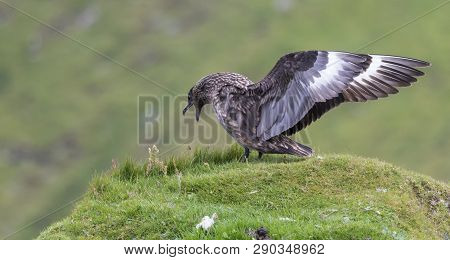 Great Skua Standing On A Green Grassy Knoll Calling For Its Partner