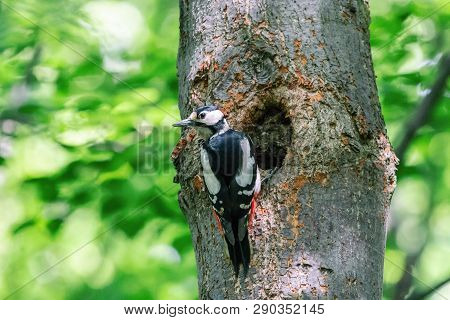 Great spotted woodpecker perching next to the nest hole. Black and white pecker (dendrocopos major) with scarlet red undertail on the tree trunk in summer forest.