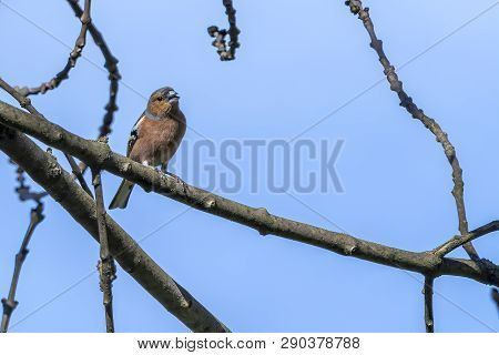 Finch Fringilla Coelebs Bird On Tree