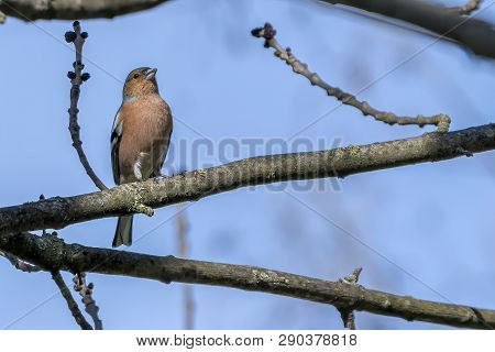 Finch Fringilla Coelebs Bird On Tree