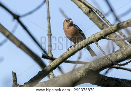 Finch Fringilla Coelebs Bird On Tree