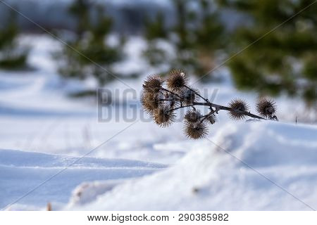 The Dry Burdock Spines In Winter. Arctium