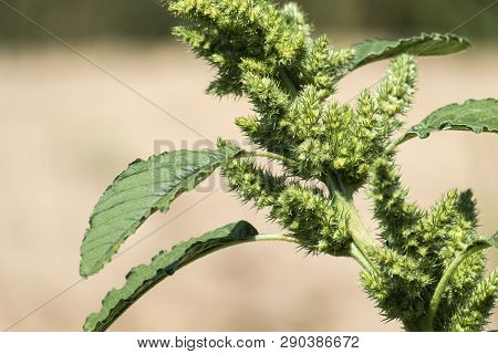 Leaves And Flowers Of Common Amaranth (amaranthus Retroflexus)