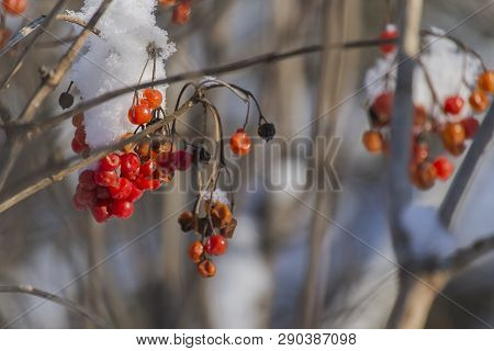 Red Berries Of Viburnum Covered With Snow (viburnum Opulus)