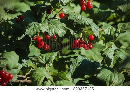 Red Viburnum Berries. Red Viburnum Grows In The Forest