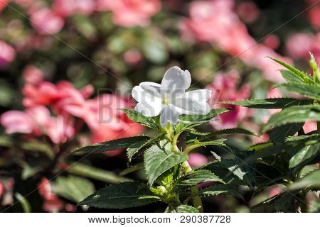 Sun Harmony Salmon New Guinea Impatiens Flowers. Small White Garden Flower