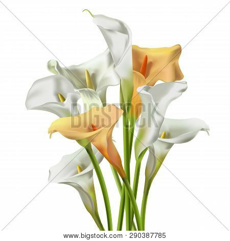 Realistic Kala Flower. For Design Of Leaflets, Banners. Colorful Creative Modern Nature Reality Vect