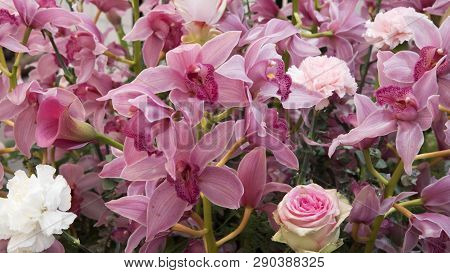Beautiful Wallpaper With Plenty Of Pink Orchids