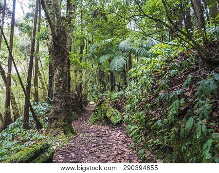Lush Green Tropical Vegetaion Ivy, Moss And Ferns On Footpath At Hiking Trail In Forest Near Furnas 